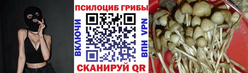 Галлюциногенные грибы мицелий  Сусуман 
